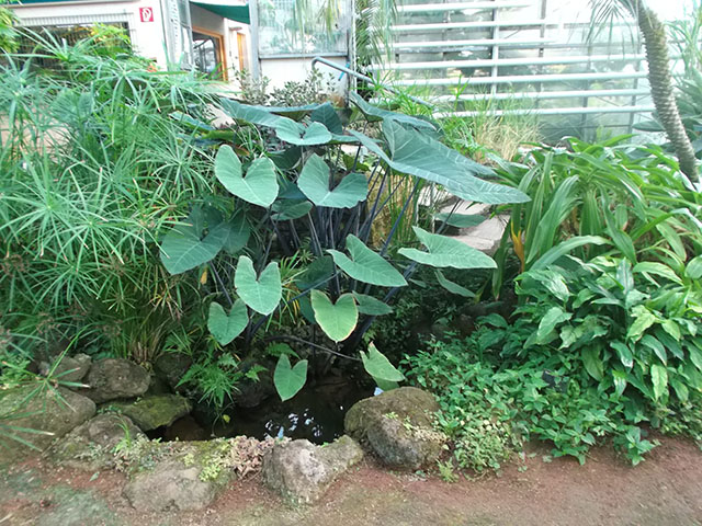 Alocasia-macrorrhiza