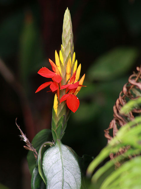 Aphelandra