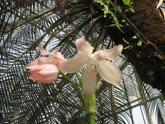 Crinum-powellii