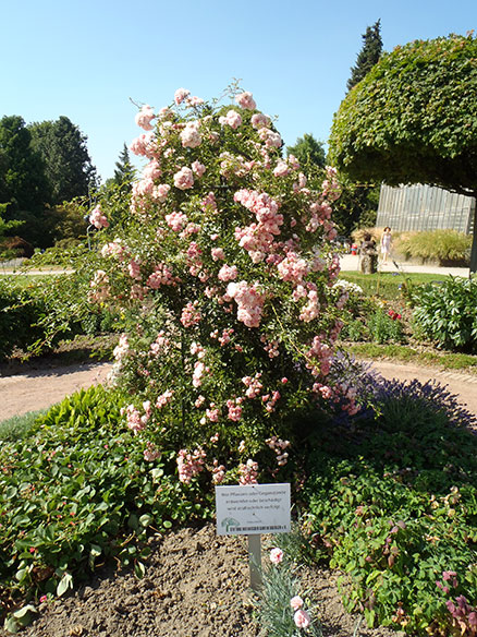 Die Schöne von Solingen