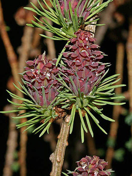 Larix decidua