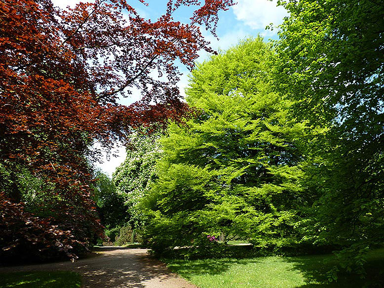 Laubbäume im Botanischen Garten