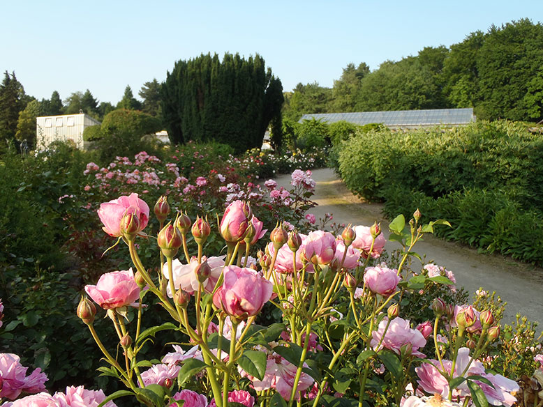 Märchenhafte Rosenbeete