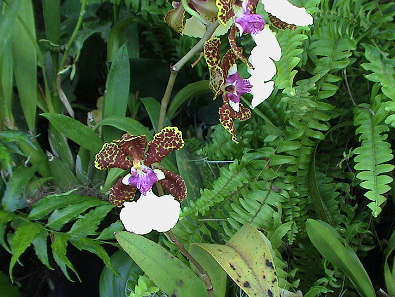 Onc. haematochilum