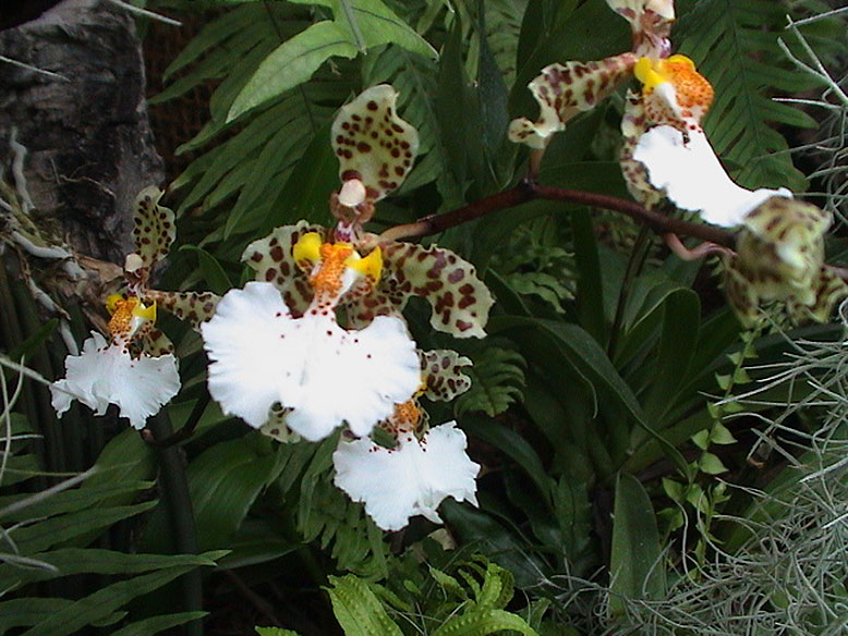 Onc. jonesianum