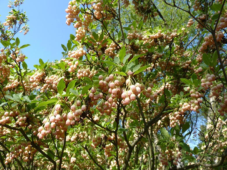 Pieris japonica