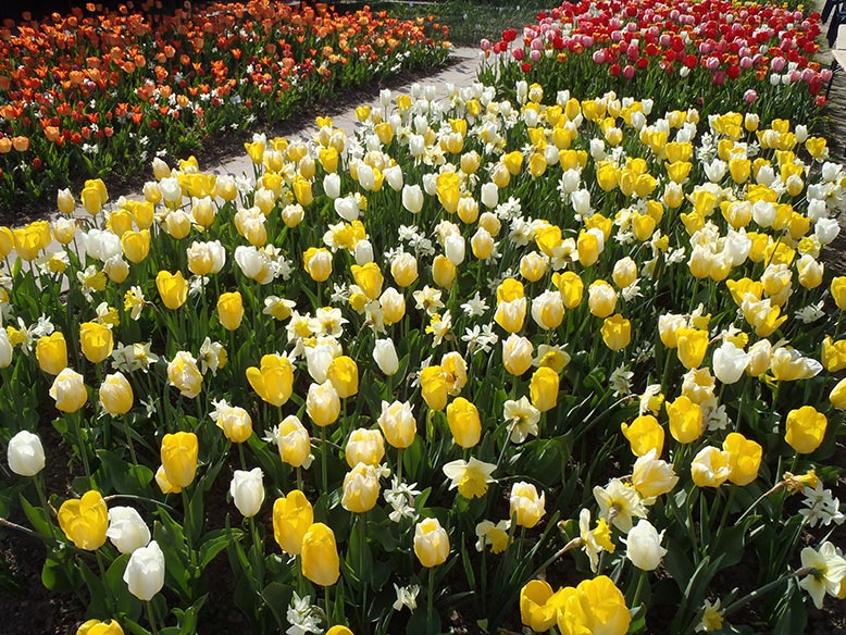 Im Frühjahr mit Tulpen