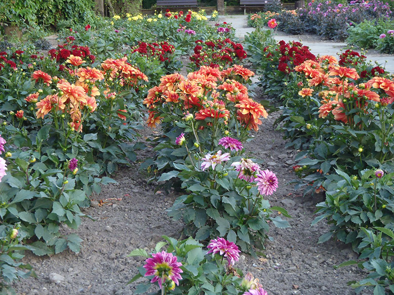 Im Sommer mit Dahlien