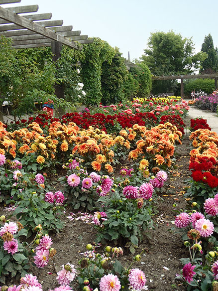 Dahlien im Sichtungsgarten