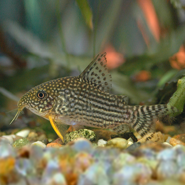 Echinodorus