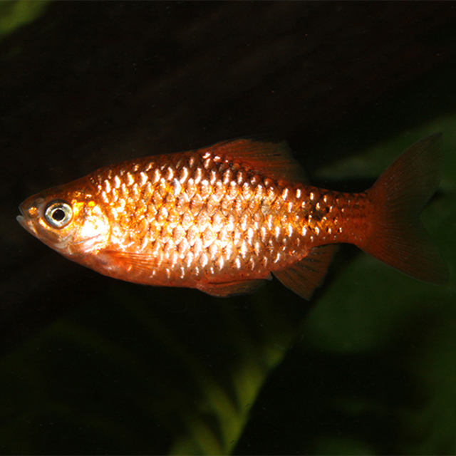 Echinodorus