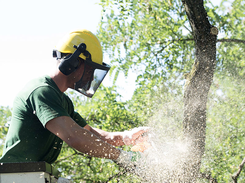 Baumbeschnitt Baumbeschnitt
