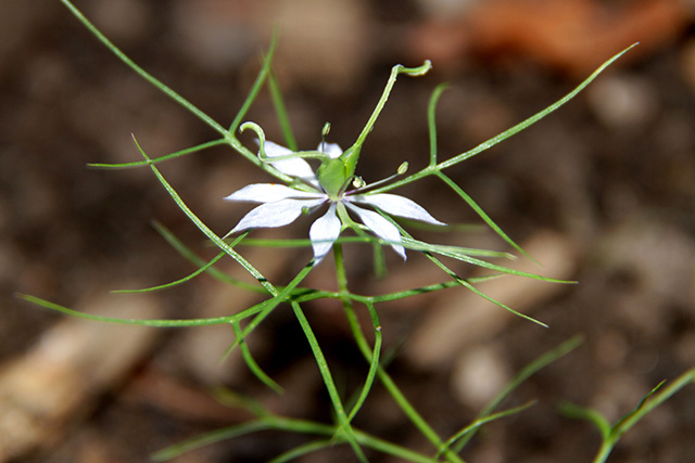 Schwarzkümmel, Nigella sativa L., mit seinen filigranen Blüten.